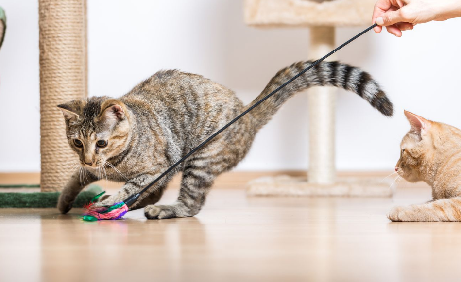 Pet Care Kesehatan Kucing untuk Kehidupan yang Lebih Sehat