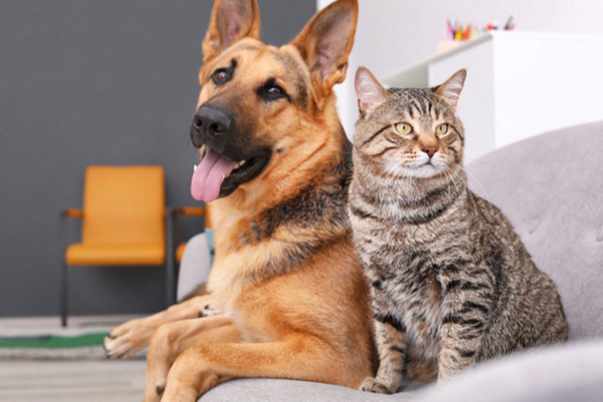 Pet Care Anjing dan Kucing untuk Kesehatan Hewan Peliharaan