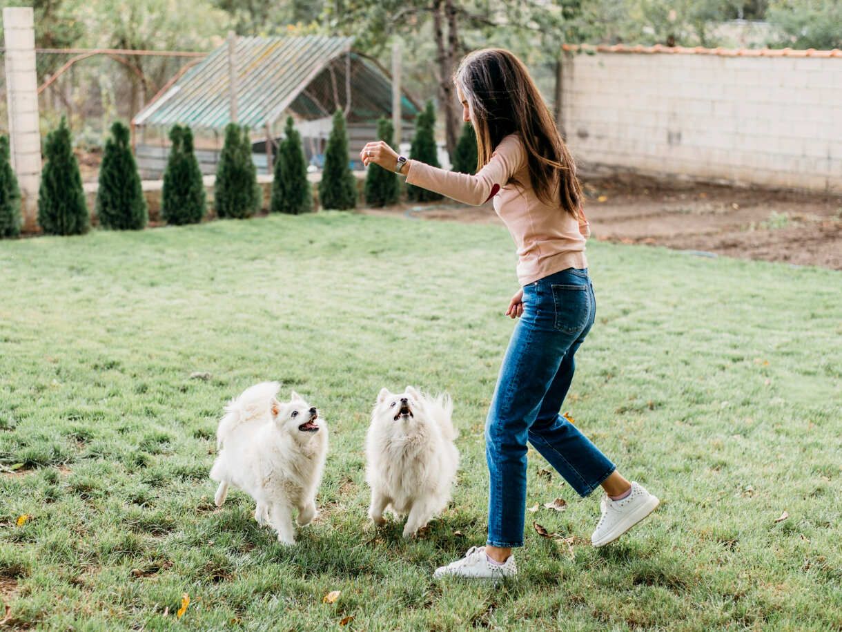 Pet Care Anjing Pemula untuk Perawatan yang Tepat