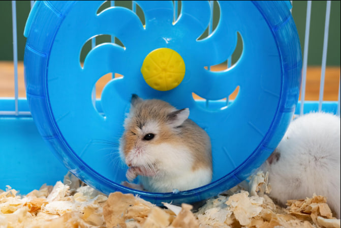 hamster peliharaan sehat di kandang bersih dengan roda mainan