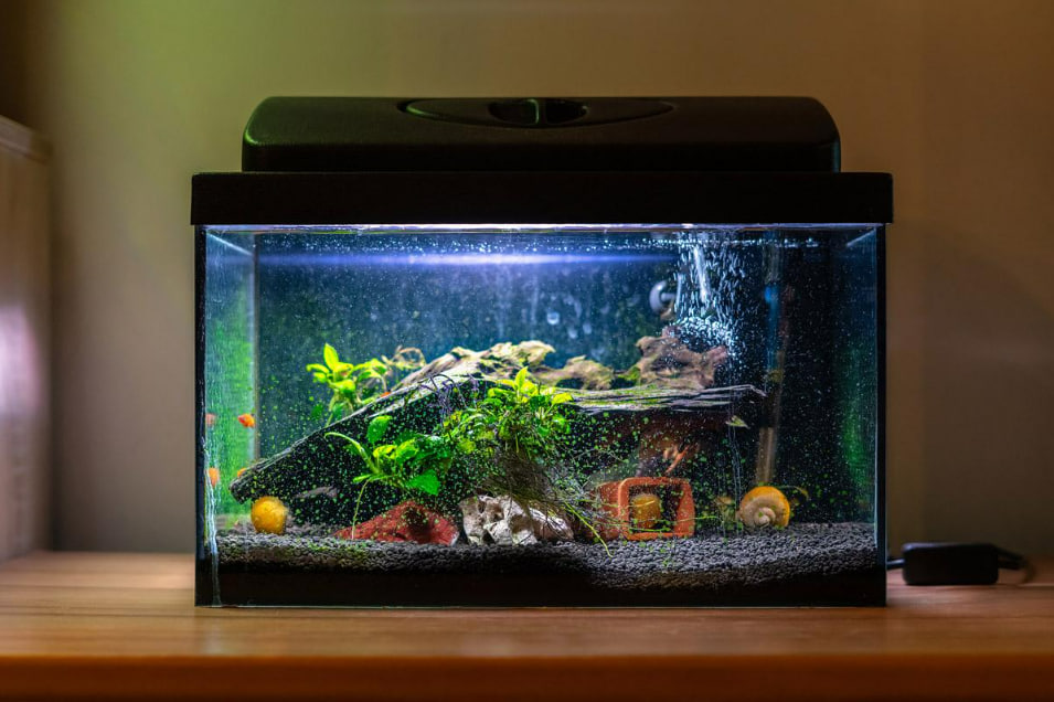 Cara Merawat Ikan Hias di Aquarium agar Tidak Mudah Mati